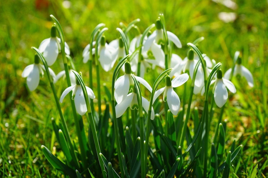 Imbolc – Accroissement de l’activité